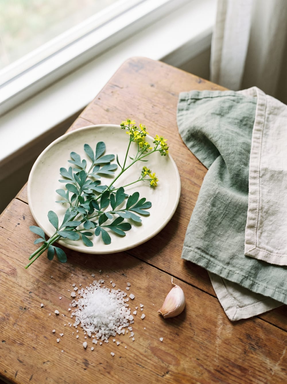Arruda em Casa: Como Plantar, Cultivar e Usar essa Erva de Proteção